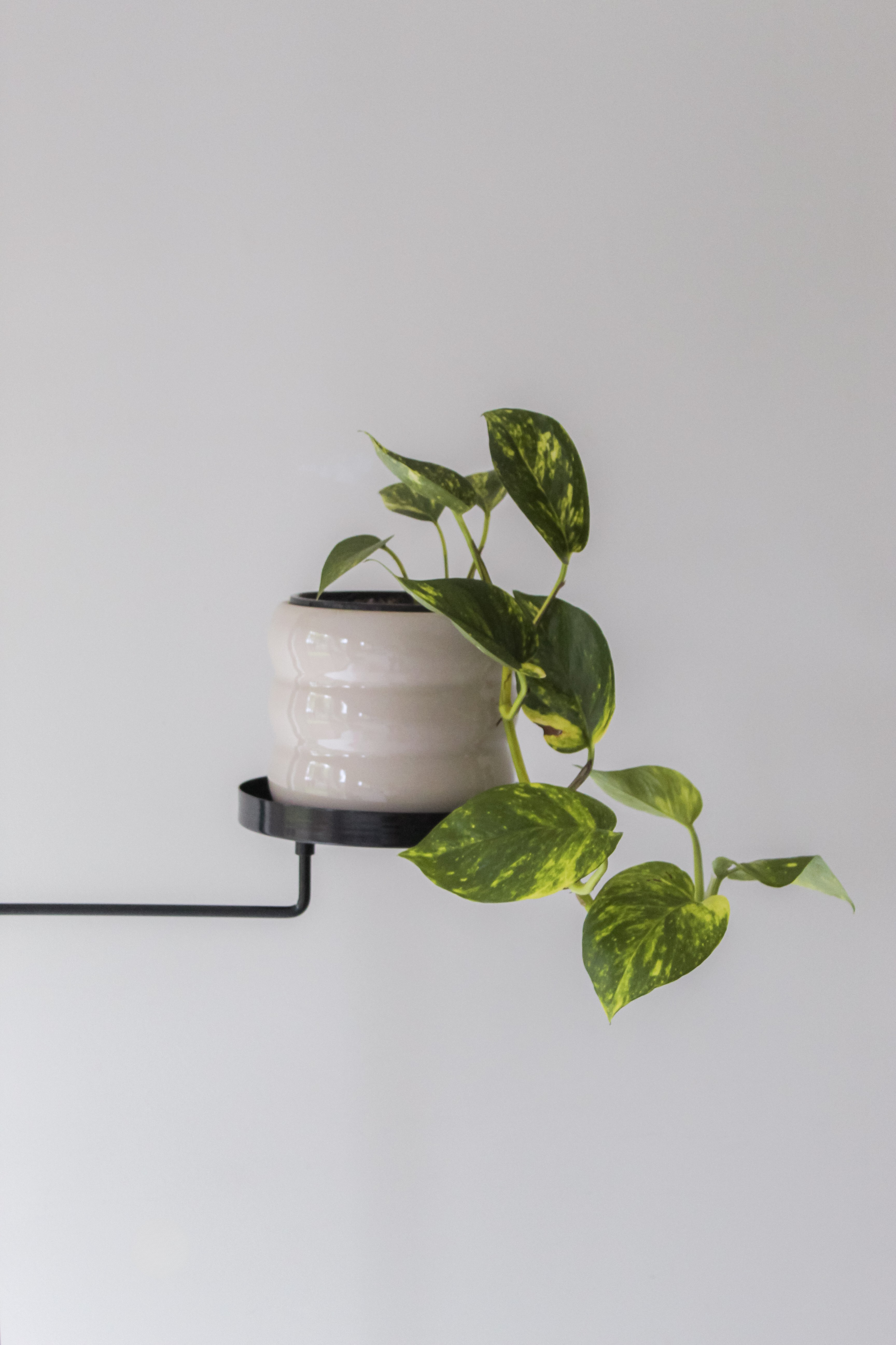 Trays Tension Plant Stand