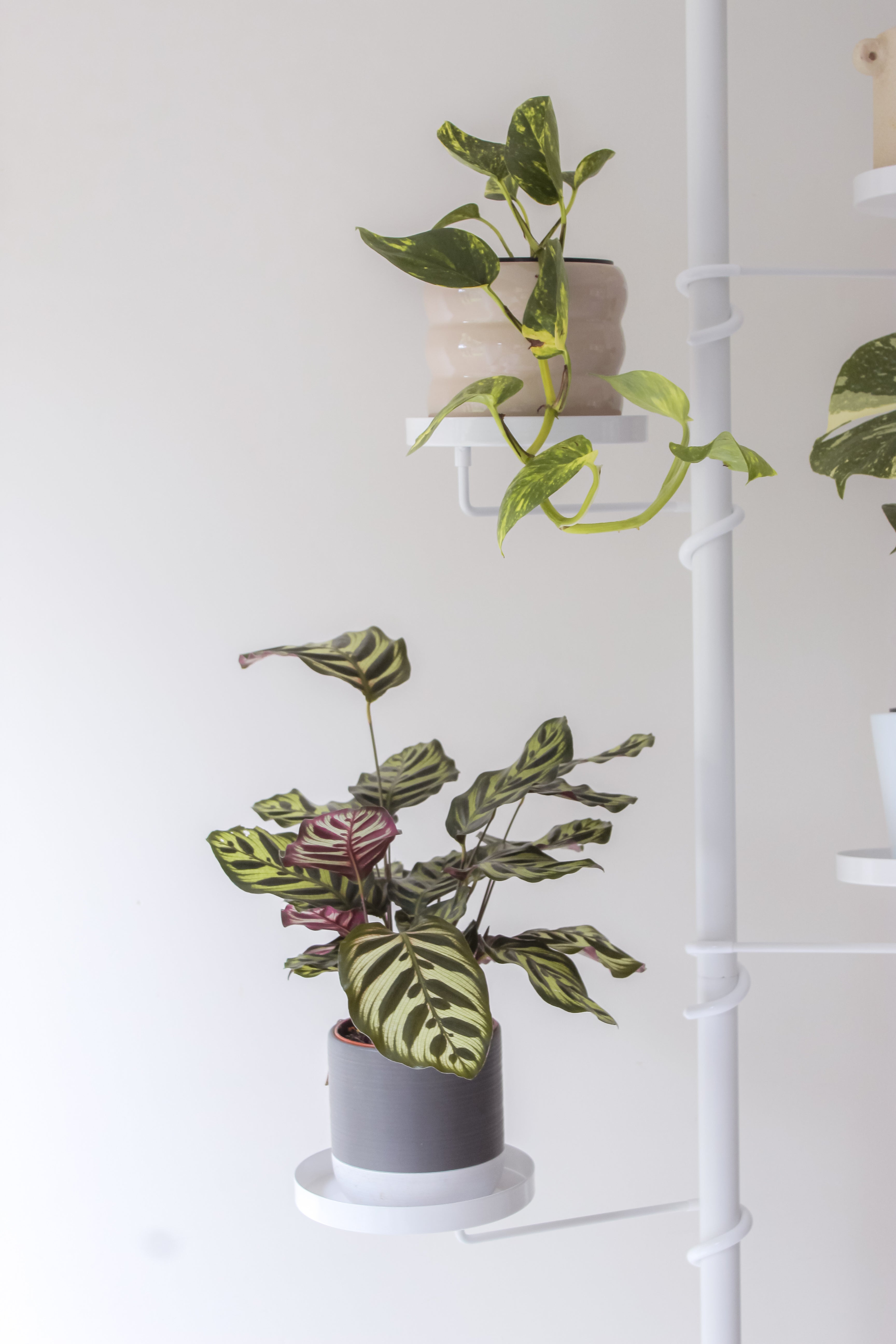 Trays Tension Plant Stand